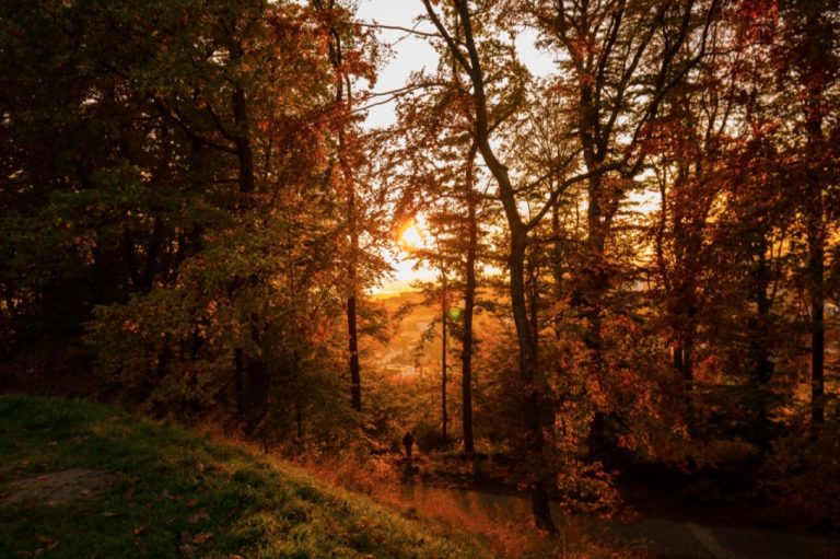 Sous-bois aux feuillages d’automne dans le soleil couchant