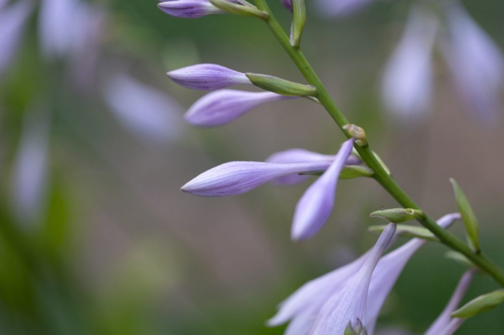 Fleurs mauves en clochettes, en gros plan