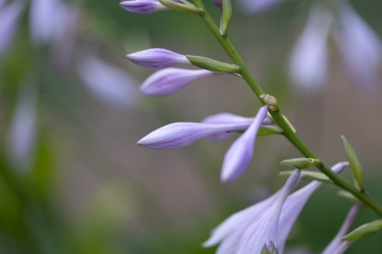 Fleurs mauves en clochettes, en gros plan
