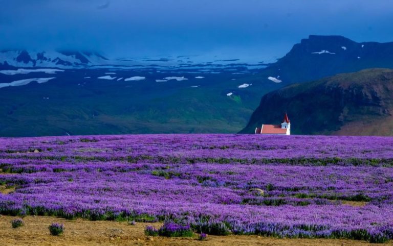 Champ de fleurs violettes au pied de montagnes