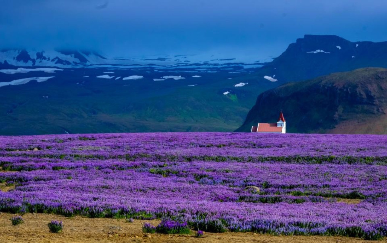 Champ de fleurs violettes au pied de montagnes