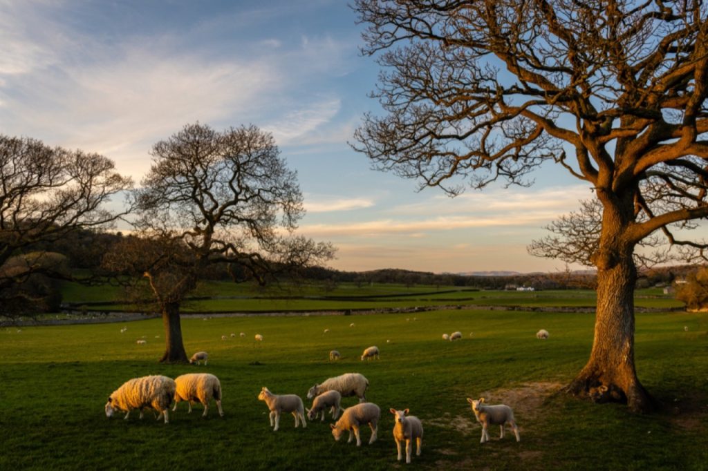 Moutons dans un pré sous de grands chênes